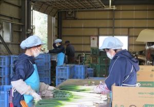 Vietnamese nationals account largest proportion of Japan’s foreign worker population