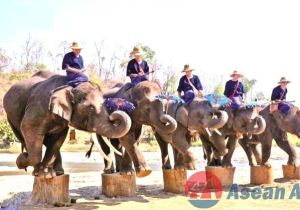 Photo contest to be held for natural beauty of elephants and elephant camps in Myanma 