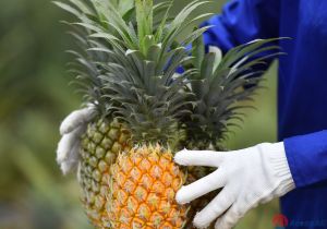 China becomes largest consumer of Vietnamese agricultural products