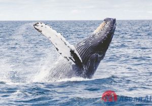 UN delegates reach historic agreement on protecting marine biodiversity in international waters
