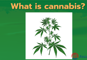 10 Things Tourists Need To Know About Cannabis In Thailand