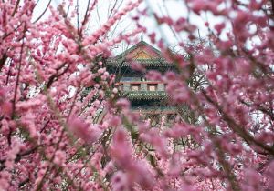 Blooming flowers attract tourists to Ming City Wall Site Park in Beijing