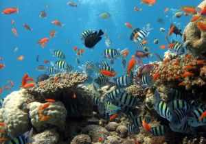 Traveldudes suggests top scuba diving destinations in Vietnam