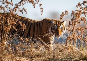 On Global Tiger Day, Laos reaffirms commitment to tiger recovery, charts way forward
