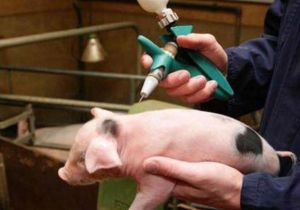  Vietnam to export home-grown vaccine against African swine fever to Philippines, Indonesia