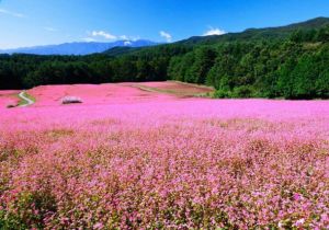 Must-visit spectacular travel destinations in Vietnam during autumn