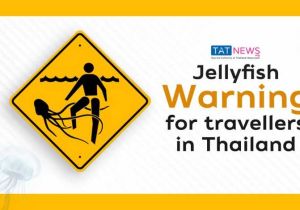 Jellyfish warning for travellers in Thailand