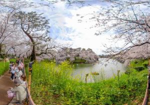 Cherry Blossoms in Tokyo, Japan 