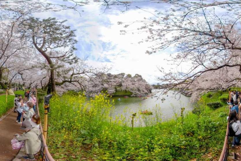 Cherry Blossoms in Tokyo, Japan 