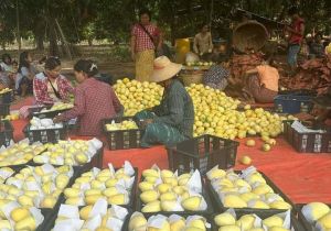 Myanmar’s mangoes gain regular market share in Chinese market