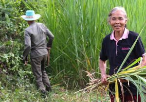 ADB to Support Agrifood Systems Transformation in Laos