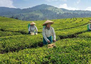 UAE Contributes $1.5 Million to ADB Fund to Promote Agricultural Innovation