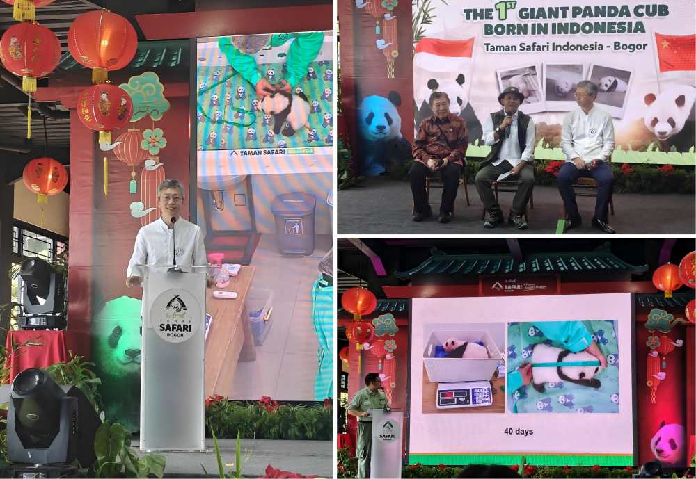 Chinese Ambassador to Indonesia Attends Media Briefing on Newborn Giant Panda Cub in Indonesia