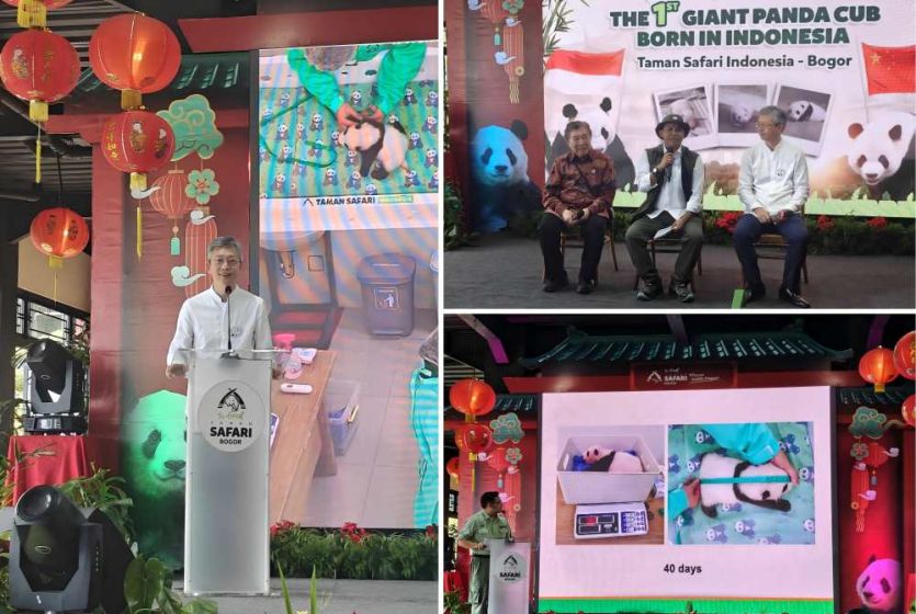 Chinese Ambassador to Indonesia Attends Media Briefing on Newborn Giant Panda Cub in Indonesia