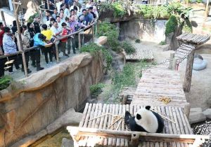 Malaysia Prime Minister and Ambassador of China to Malaysia attend the unveiling ceremony of the new giant panda pair